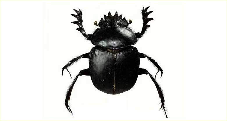 Bok Böceği (Scarabaeus)