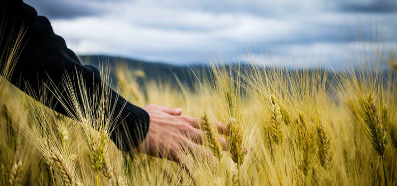 The Future of Agriculture: Designing Tomorrow-1