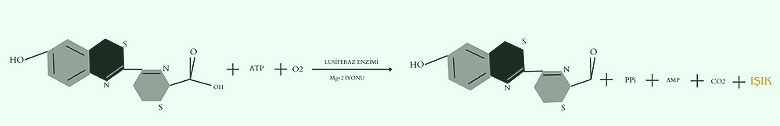 Resim-3. Lusiferin ve Lusiferaz reaksiyonu.
